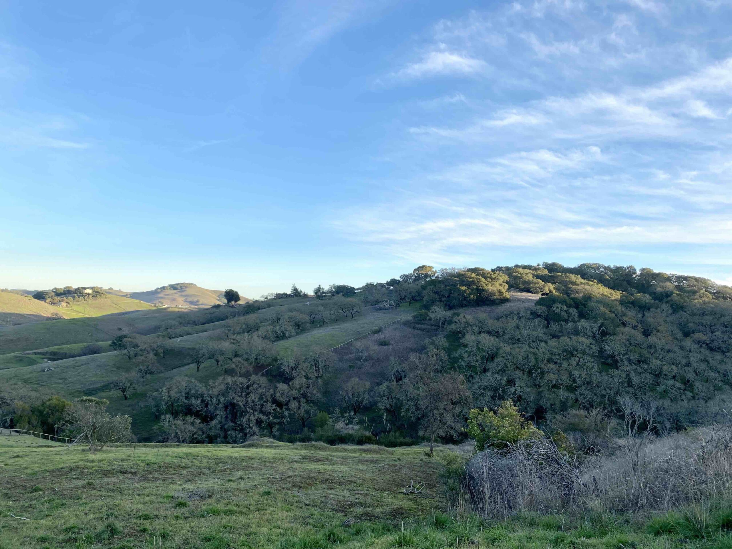 green rolling hills of Petaluma CA in Helen Putnam Park